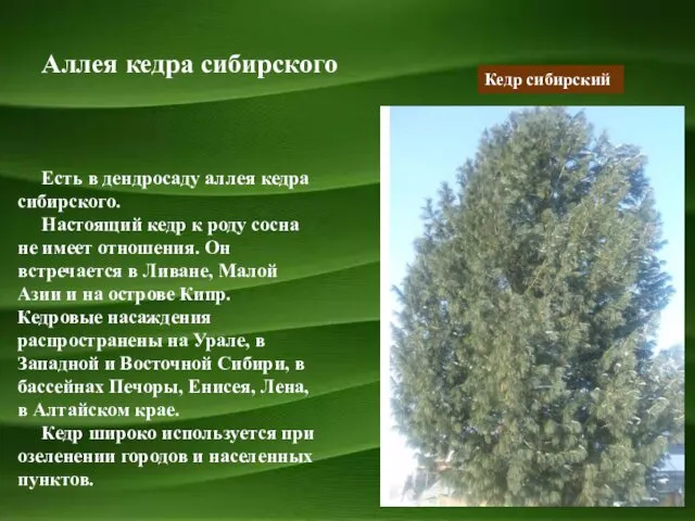 Аллея кедра сибирского Кедр сибирский Есть в дендросаду аллея кедра сибирского.