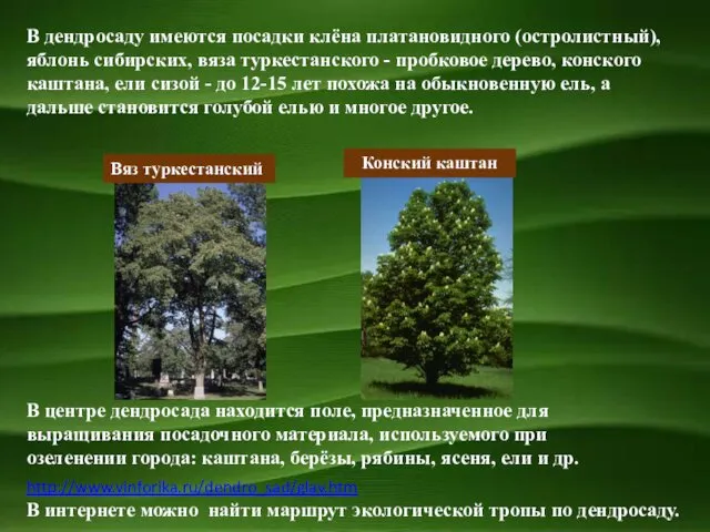 В дендросаду имеются посадки клёна платановидного (остролистный), яблонь сибирских, вяза туркестанского