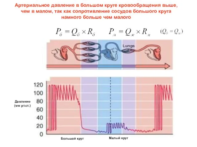 Артериальное давление в большом круге кровообращения выше, чем в малом, так