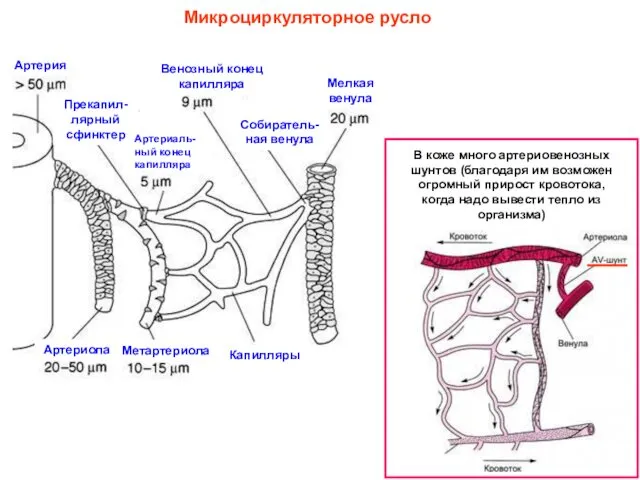 Микроциркуляторное русло В коже много артериовенозных шунтов (благодаря им возможен огромный