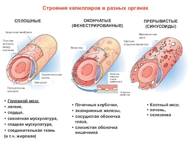 Строение капилляров в разных органах СПЛОШНЫЕ ОКОНЧАТЫЕ (ФЕНЕСТРИРОВАННЫЕ) ПРЕРЫВИСТЫЕ (СИНУСОИДЫ) Головной