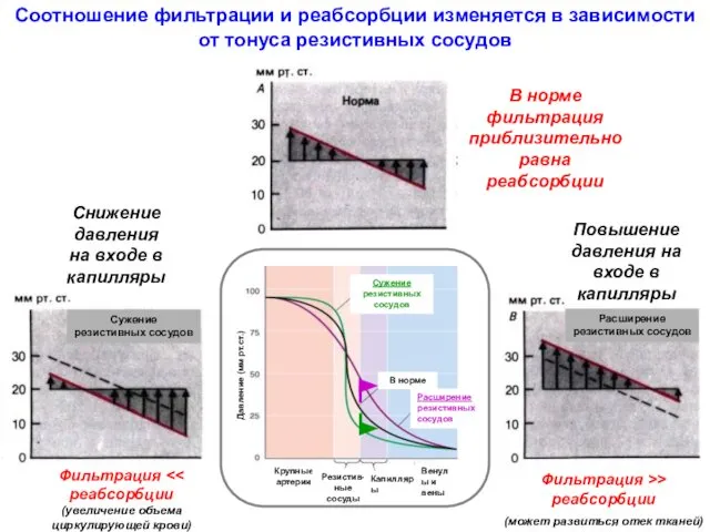 Соотношение фильтрации и реабсорбции изменяется в зависимости от тонуса резистивных сосудов