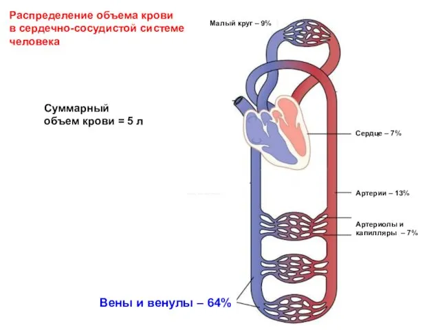 Суммарный объем крови = 5 л Распределение объема крови в сердечно-сосудистой системе человека