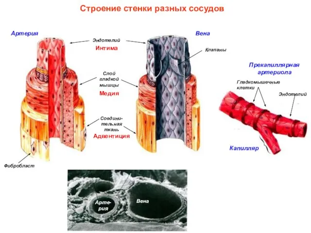 Эндотелий Слой гладкой мышцы Соедини-тельная ткань Строение стенки разных сосудов Эндотелий
