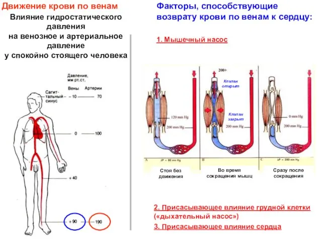 Влияние гидростатического давления на венозное и артериальное давление у спокойно стоящего