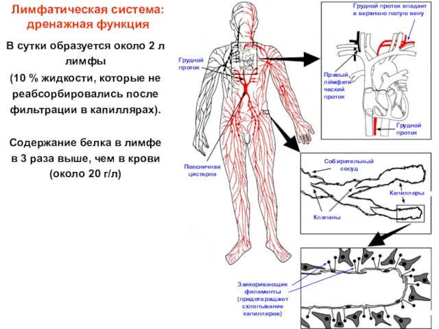 Лимфатическая система: дренажная функция В сутки образуется около 2 л лимфы