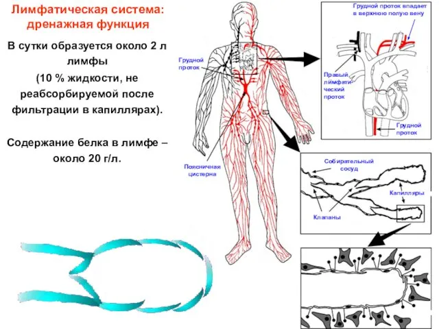 Лимфатическая система: дренажная функция В сутки образуется около 2 л лимфы