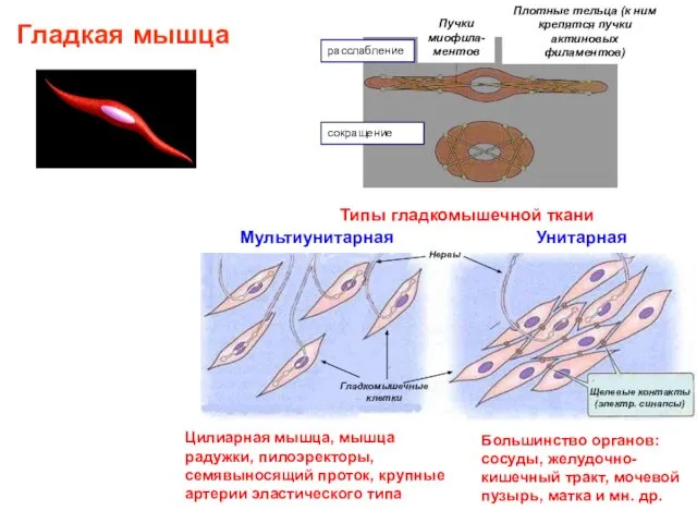 Гладкая мышца Типы гладкомышечной ткани Мультиунитарная Унитарная Цилиарная мышца, мышца радужки,