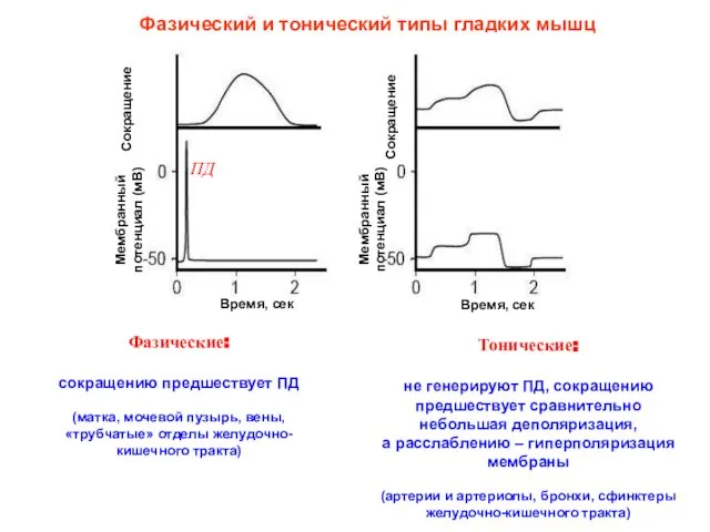 Фазический и тонический типы гладких мышц Фазические: сокращению предшествует ПД (матка,