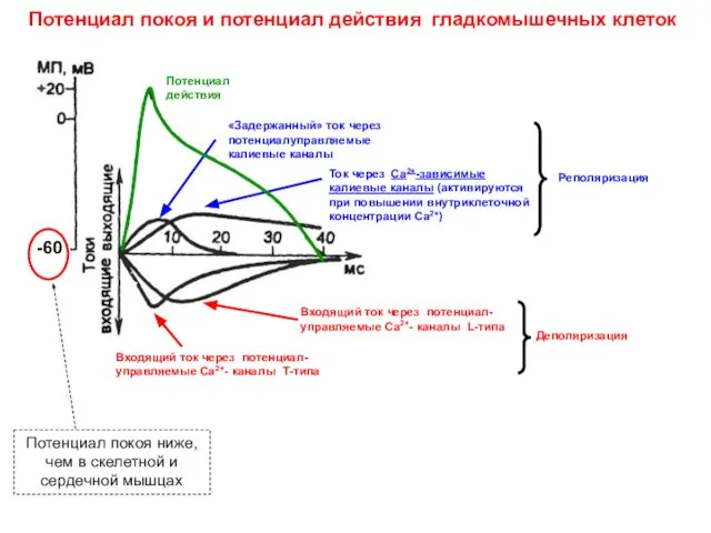 Потенциал покоя и потенциал действия гладкомышечных клеток Потенциал покоя ниже, чем в скелетной и сердечной мышцах