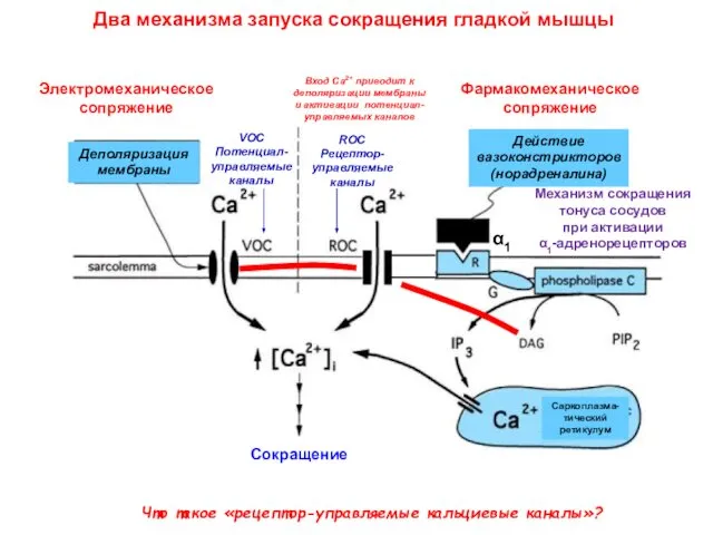 Два механизма запуска сокращения гладкой мышцы Что такое «рецептор-управляемые кальциевые каналы»?