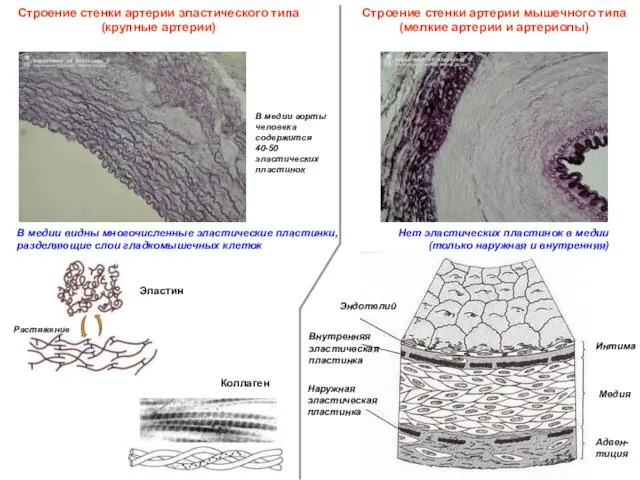 Эндотелий Наружная эластическая пластинка Интима Медия Адвен-тиция Внутренняя эластическая пластинка Строение
