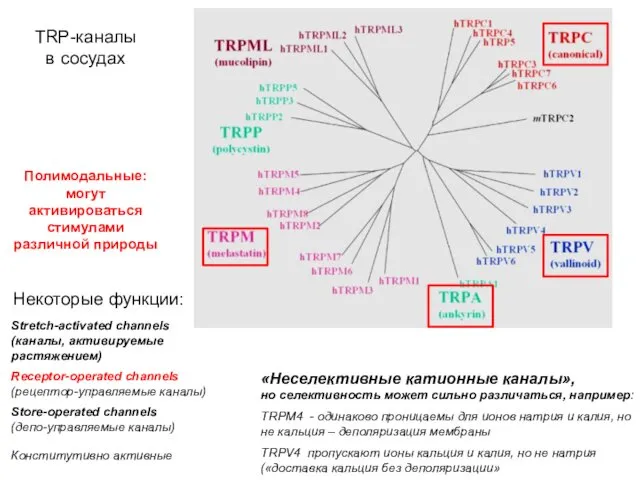 TRP-каналы в сосудах Store-operated channels (депо-управляемые каналы) Receptor-operated channels (рецептор-управляемые каналы)