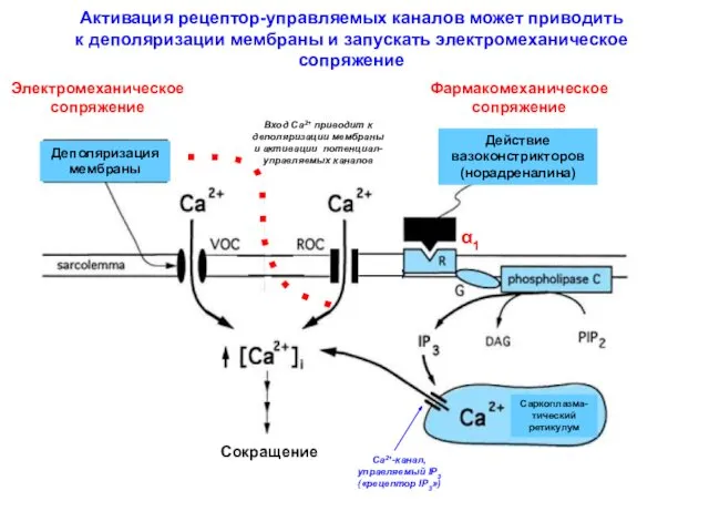 Действие вазоконстрикторов (норадреналина) α1 Электромеханическое сопряжение Фармакомеханическое сопряжение Деполяризация мембраны Сокращение