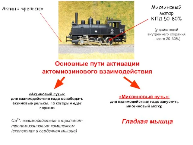 Основные пути активации актомиозинового взаимодействия Актин = «рельсы» Миозиновый мотор КПД