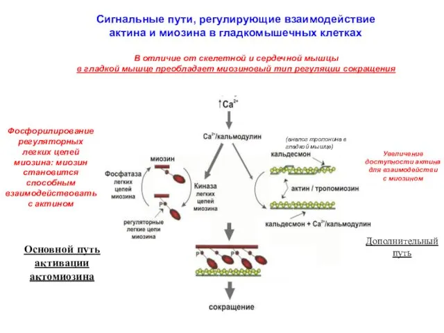 Сигнальные пути, регулирующие взаимодействие актина и миозина в гладкомышечных клетках В