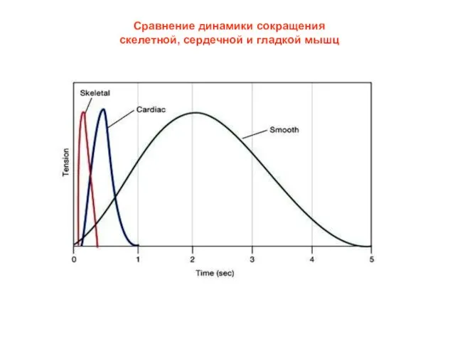 Сравнение динамики сокращения скелетной, сердечной и гладкой мышц