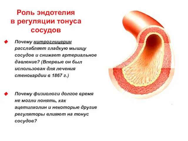 Роль эндотелия в регуляции тонуса сосудов Почему нитроглицерин расслабляет гладкую мышцу