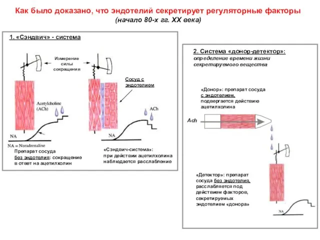 Как было доказано, что эндотелий секретирует регуляторные факторы (начало 80-х гг.