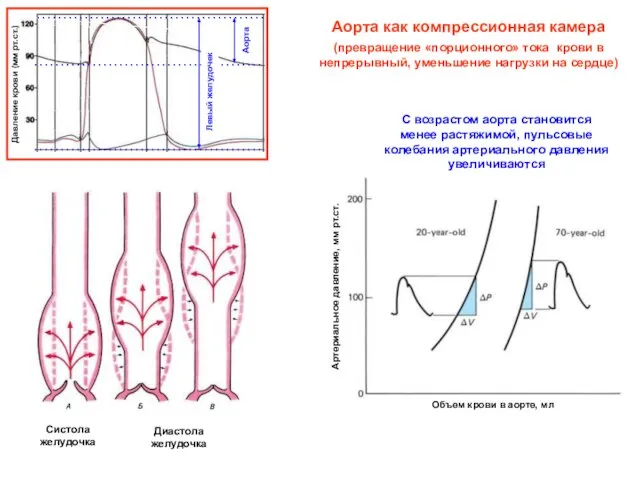 Аорта как компрессионная камера (превращение «порционного» тока крови в непрерывный, уменьшение
