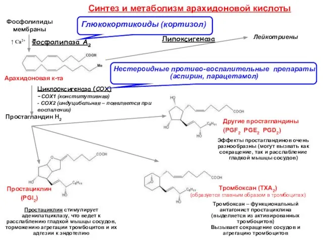 Циклооксигеназа (COX) -COХ1 (конститутивная) - COХ2 (индуцибельная – появляется при воспалении)