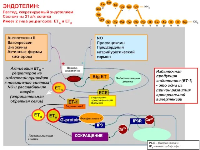 ЭНДОТЕЛИН: Пептид, секретируемый эндотелием Состоит из 21 а/к остатка Имеет 2 типа рецепторов: ЕТА и ЕТВ