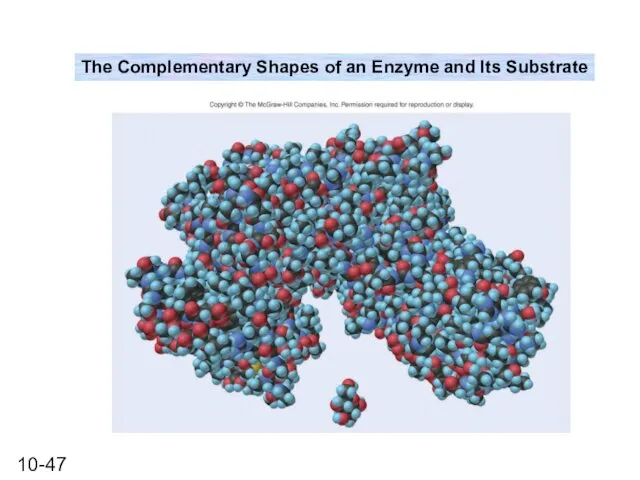 The Complementary Shapes of an Enzyme and Its Substrate