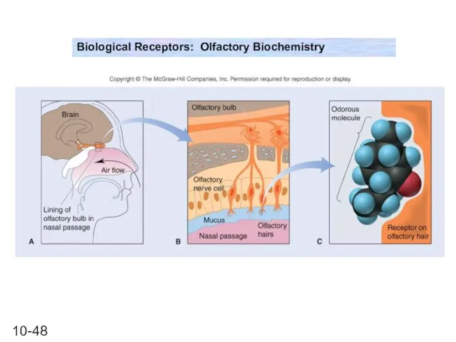 Biological Receptors: Olfactory Biochemistry
