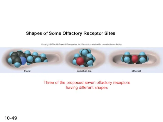 Shapes of Some Olfactory Receptor Sites Three of the proposed seven olfactory receptors having different shapes