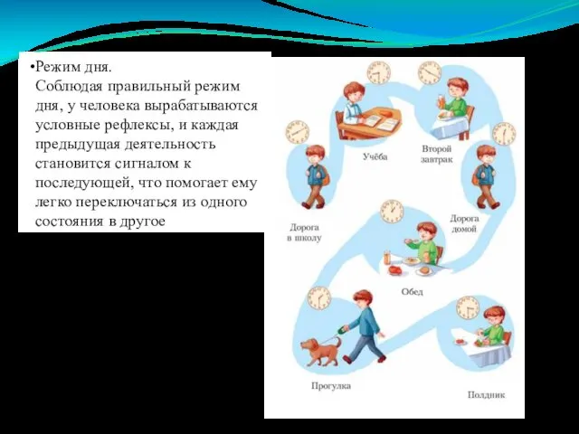 Режим дня. Соблюдая правильный режим дня, у человека вырабатываются условные рефлексы,