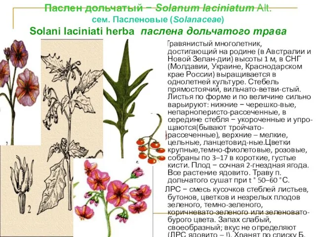 Паслен дольчатый − Sоlаnum laciniatum Alt. cем. Пасленовые (Sоlаnасеае) Sоlаni lасiniаti