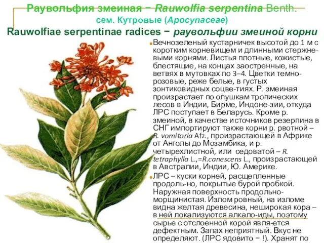 Раувольфия змеиная − Rauwolfia sеrpentina Benth. cем. Кутровые (Аросуnасеае) Rauwolfiae sеrpentinae