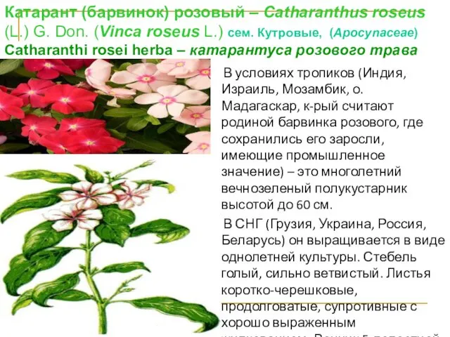 Катарант (барвинок) розовый – Catharanthus roseus (L.) G. Don. (Vinса roseus