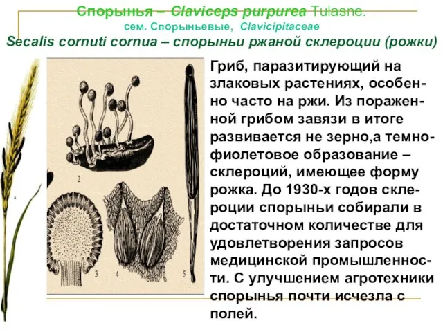 Спорынья – Сlaviсерs рurрurеа Tulasne. cем. Спорыньевые, Сlаviсiрitасеае Sесаlis соrnuti cornua