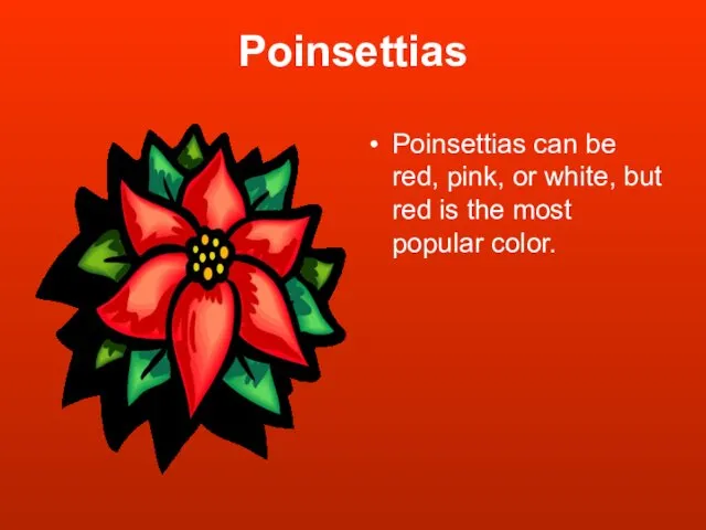 Poinsettias Poinsettias can be red, pink, or white, but red is the most popular color.