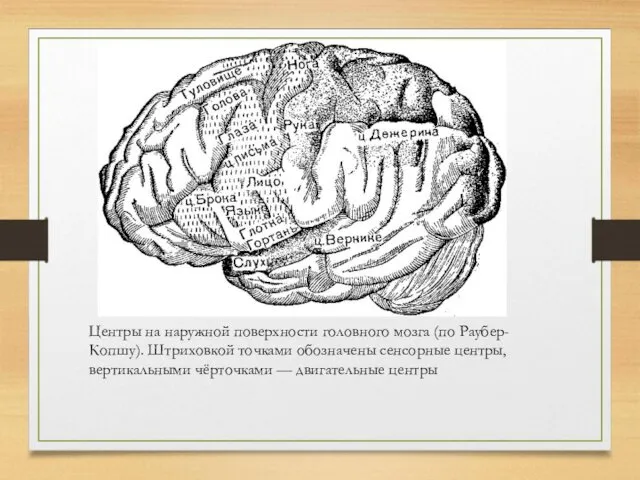 Центры на наружной поверхности головного мозга (по Раубер-Копшу). Штриховкой точками обозначены