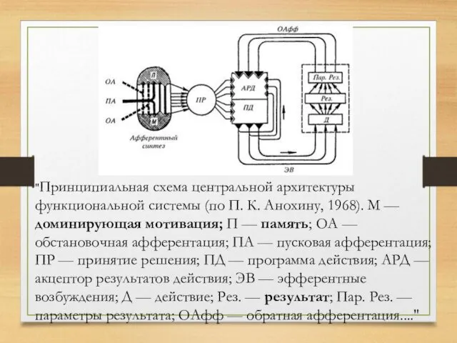 "Принципиальная схема центральной архитектуры функциональной системы (по П. К. Анохину, 1968).