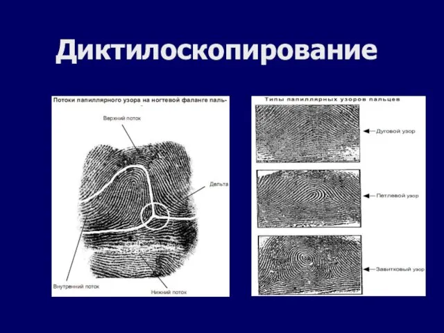 Диктилоскопирование