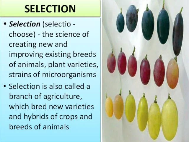 SELECTION Selection (selectio - choose) - the science of creating new