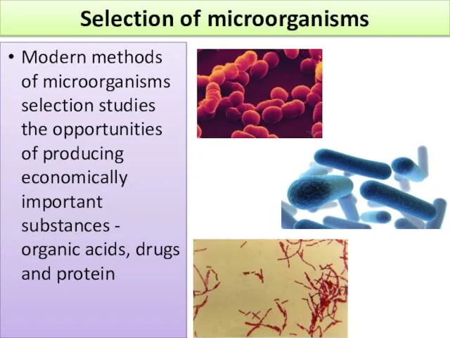 Selection of microorganisms Modern methods of microorganisms selection studies the opportunities