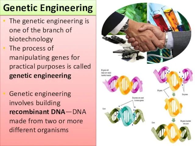 The genetic engineering is one of the branch of biotechnology The