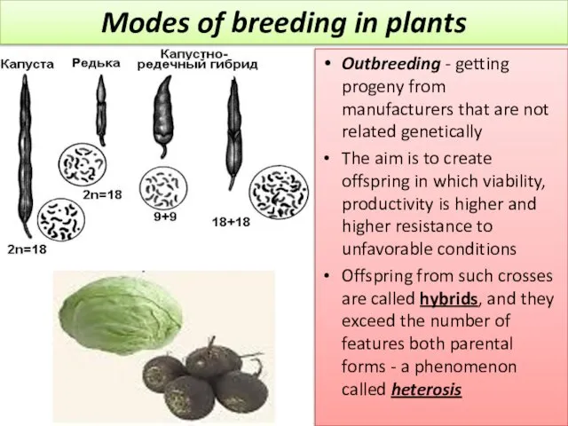 Outbreeding - getting progeny from manufacturers that are not related genetically