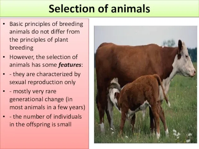 Basic principles of breeding animals do not differ from the principles