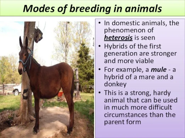 Modes of breeding in animals In domestic animals, the phenomenon of