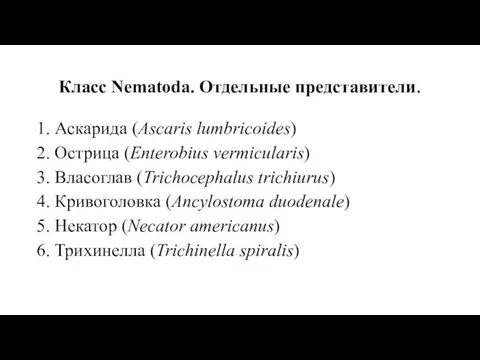 Класс Nematoda. Отдельные представители. 1. Аскaрида (Ascaris lumbricoides) 2. Острица (Enterobius