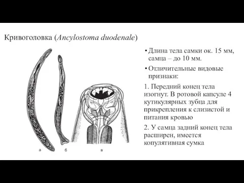 Кривоголовка (Ancylostoma duodenale) Длина тела самки ок. 15 мм, самца –