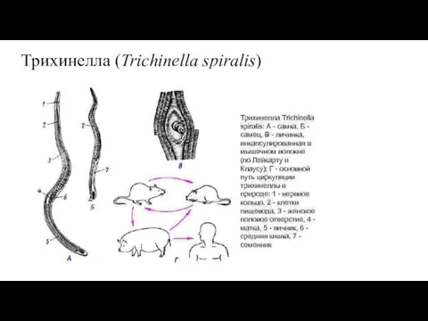 Трихинелла (Trichinella spiralis)
