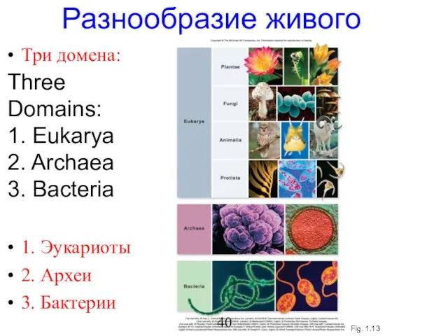 Fig. 1.13 Разнообразие живого Three Domains: 1. Eukarya 2. Archaea 3.