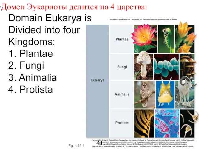 Fig. 1.13-1 Domain Eukarya is Divided into four Kingdoms: 1. Plantae