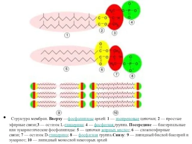 Структура мембран. Вверху —фосфолипиды архей: 1 — изопреновые цепочки; 2 —